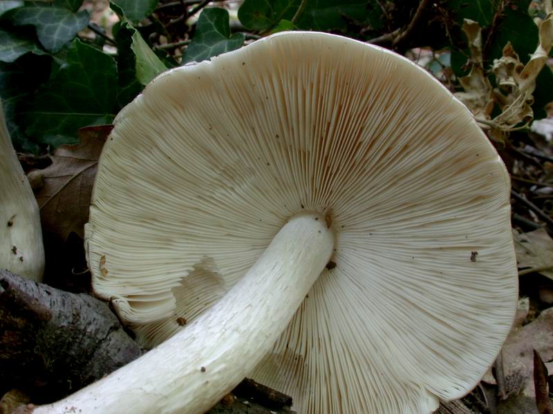 Pluteus sp.